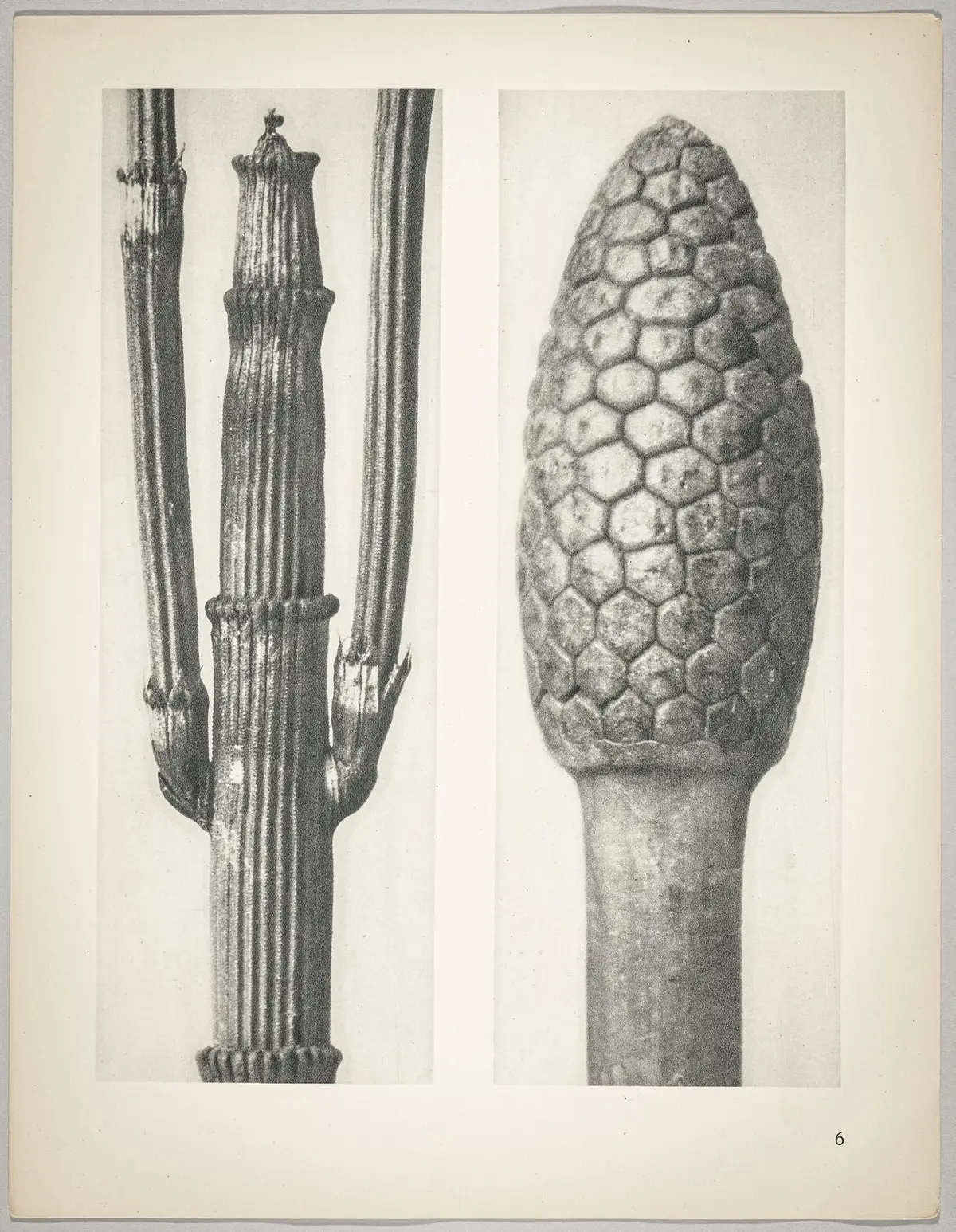a Equisetum hiemale; b Equisetum arvense