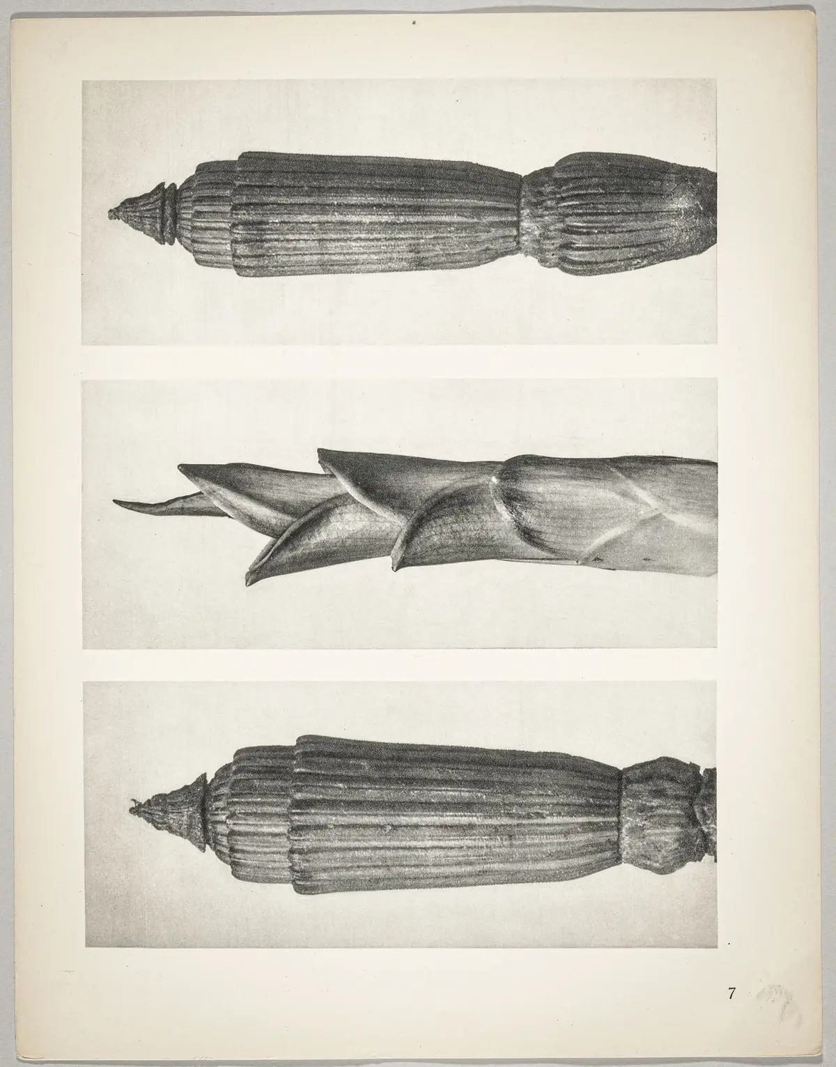 a Equisetum hiemale; b Hosta japonica; c Equisetum hiemale