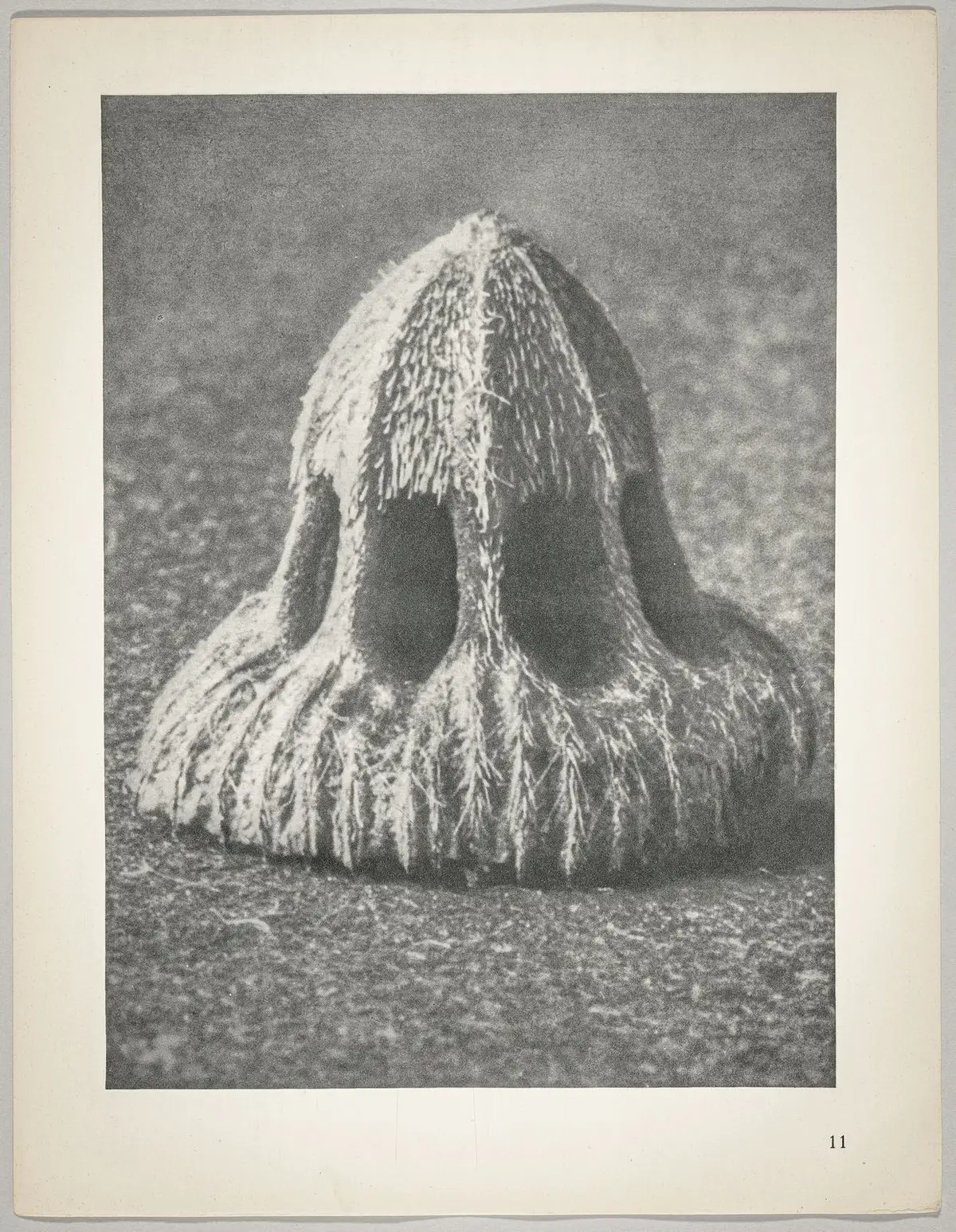 Callistemma brachiatum
