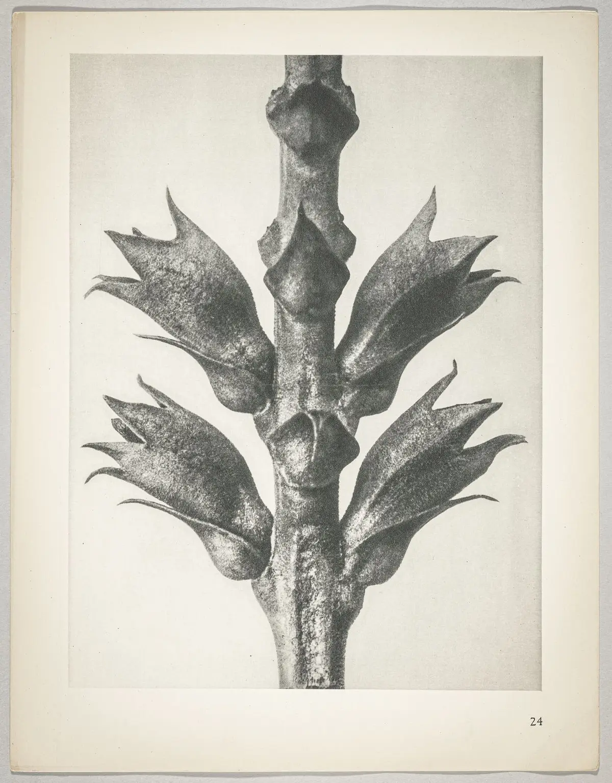 Physostegia virginiana