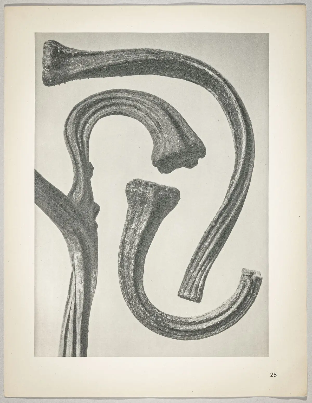 Cucurbita