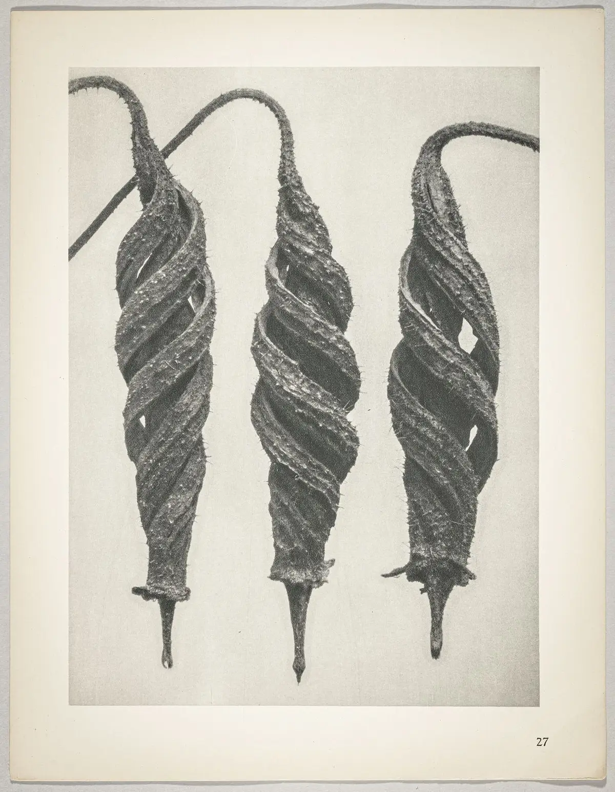 Cajophora lateritia, Loasaceae
