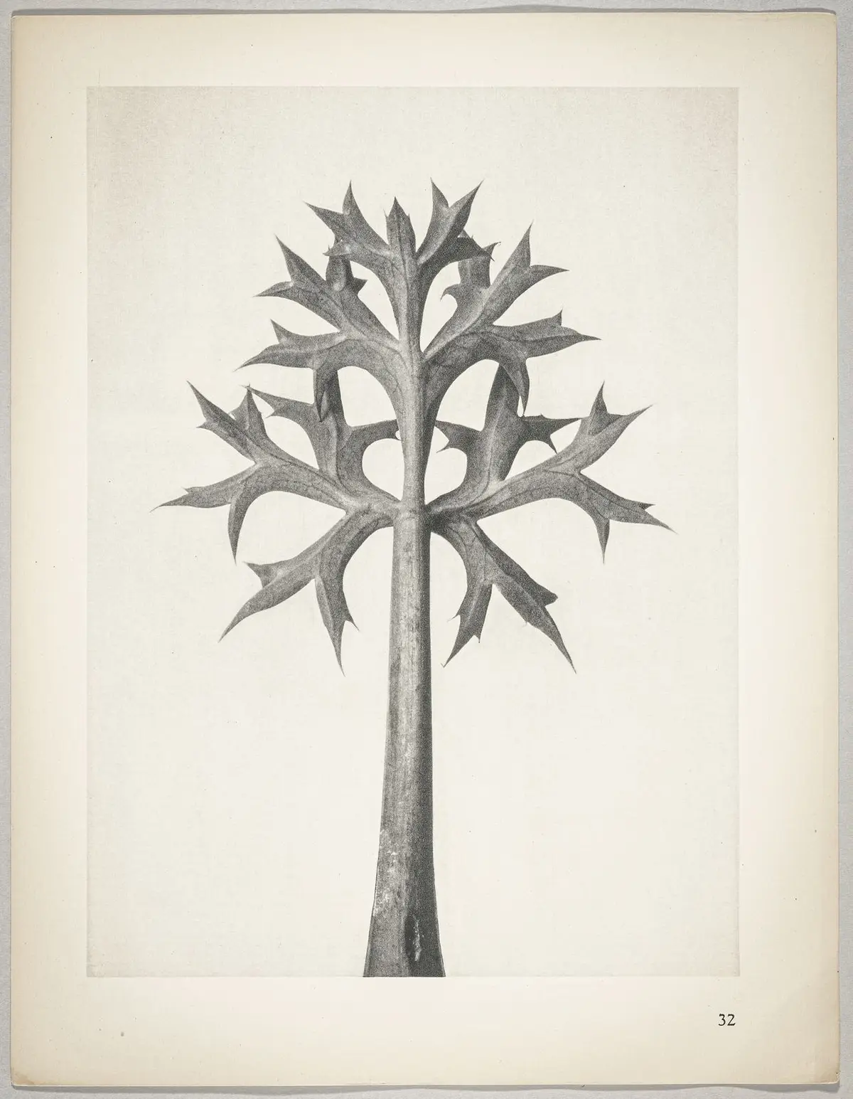 Eryngium Bourgatii