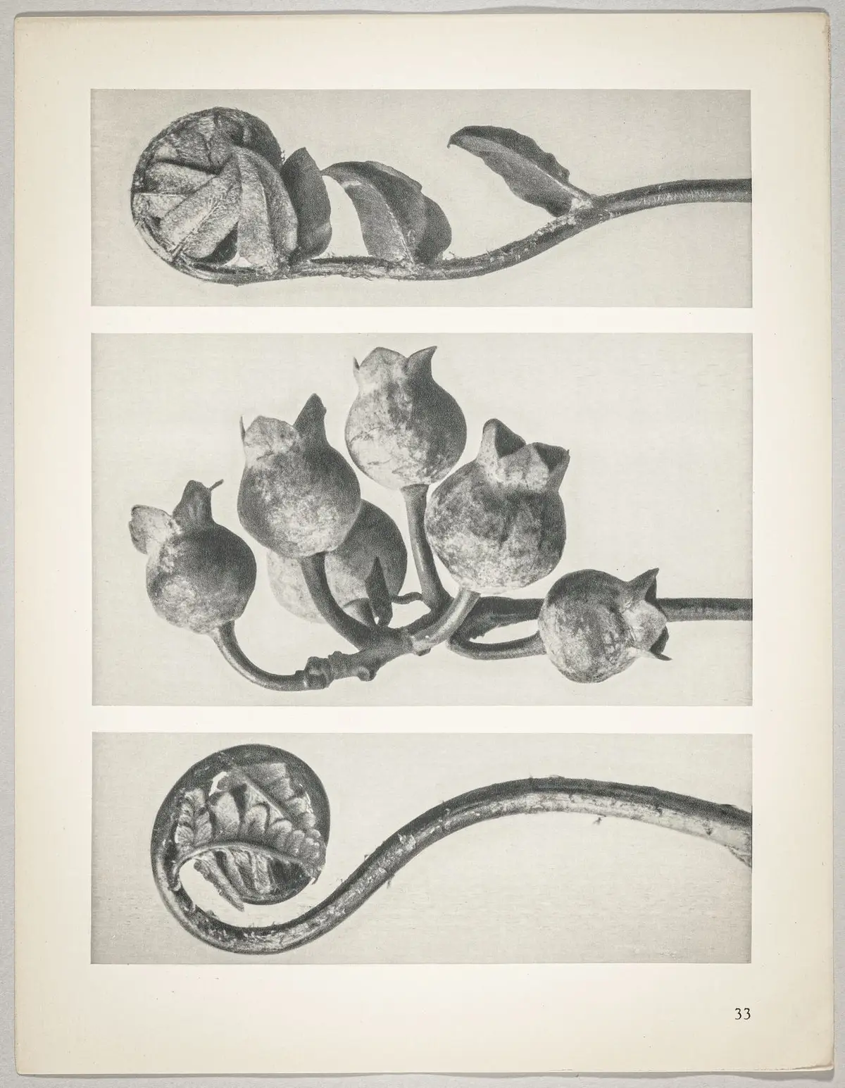 a Polypodiaceae Aspidieae; b Vaccinium corymbosum; c Polystichum falcatum