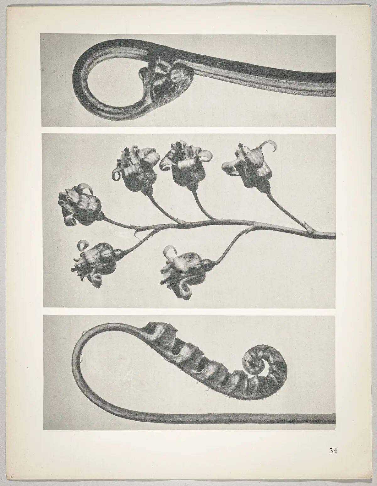a Polypodium vulgare; b Ribes nigrum; c Pteridium aquilinum