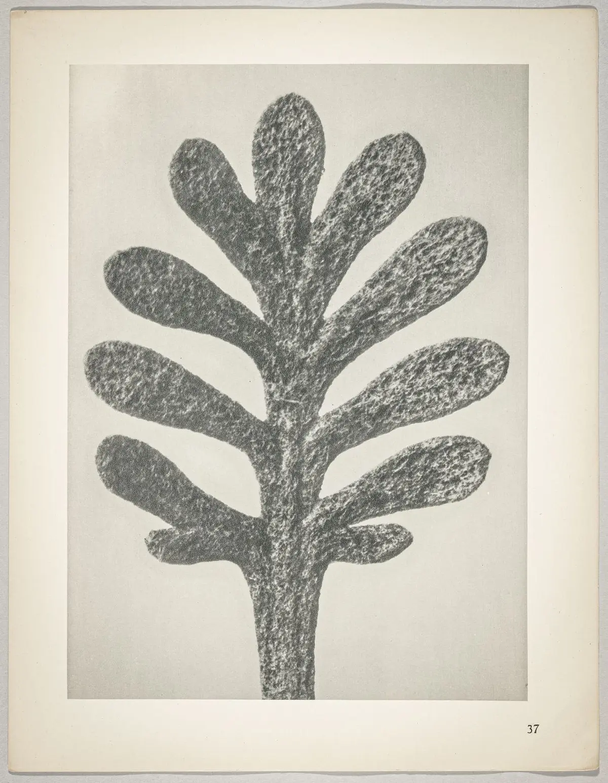 Achillea umbellata