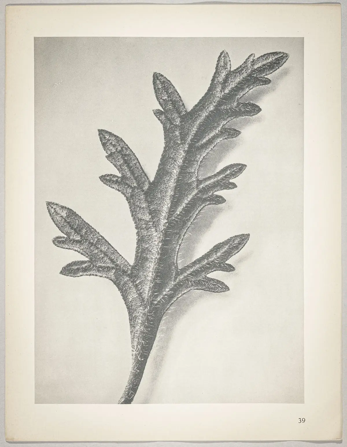 Verbena canadensis