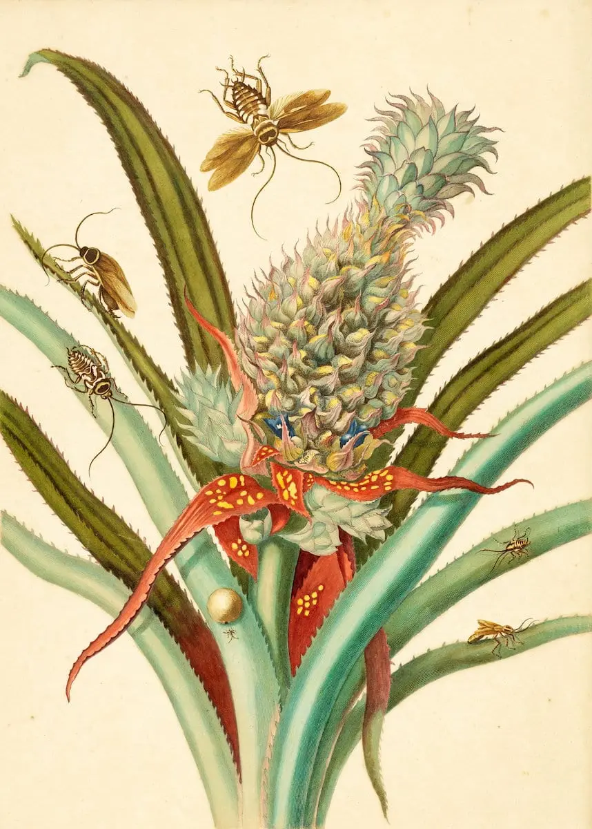 Engraving from Maria Sibylla Merian's pioneering Metamorphosis insectorum Surinamensium (Insects of Suriname), first published in 1705. Merian had travelled to Dutch Surinam in 1699 to study and record the tropical insects, a trip she self-funded, an unsual practice at the time, especially for a woman.