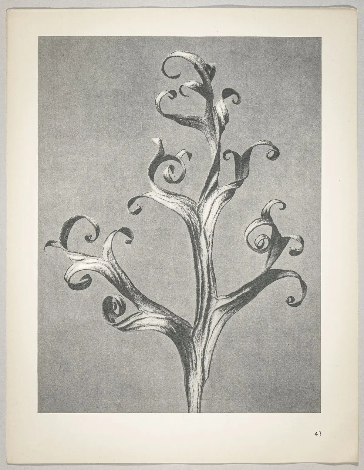 Delphinium