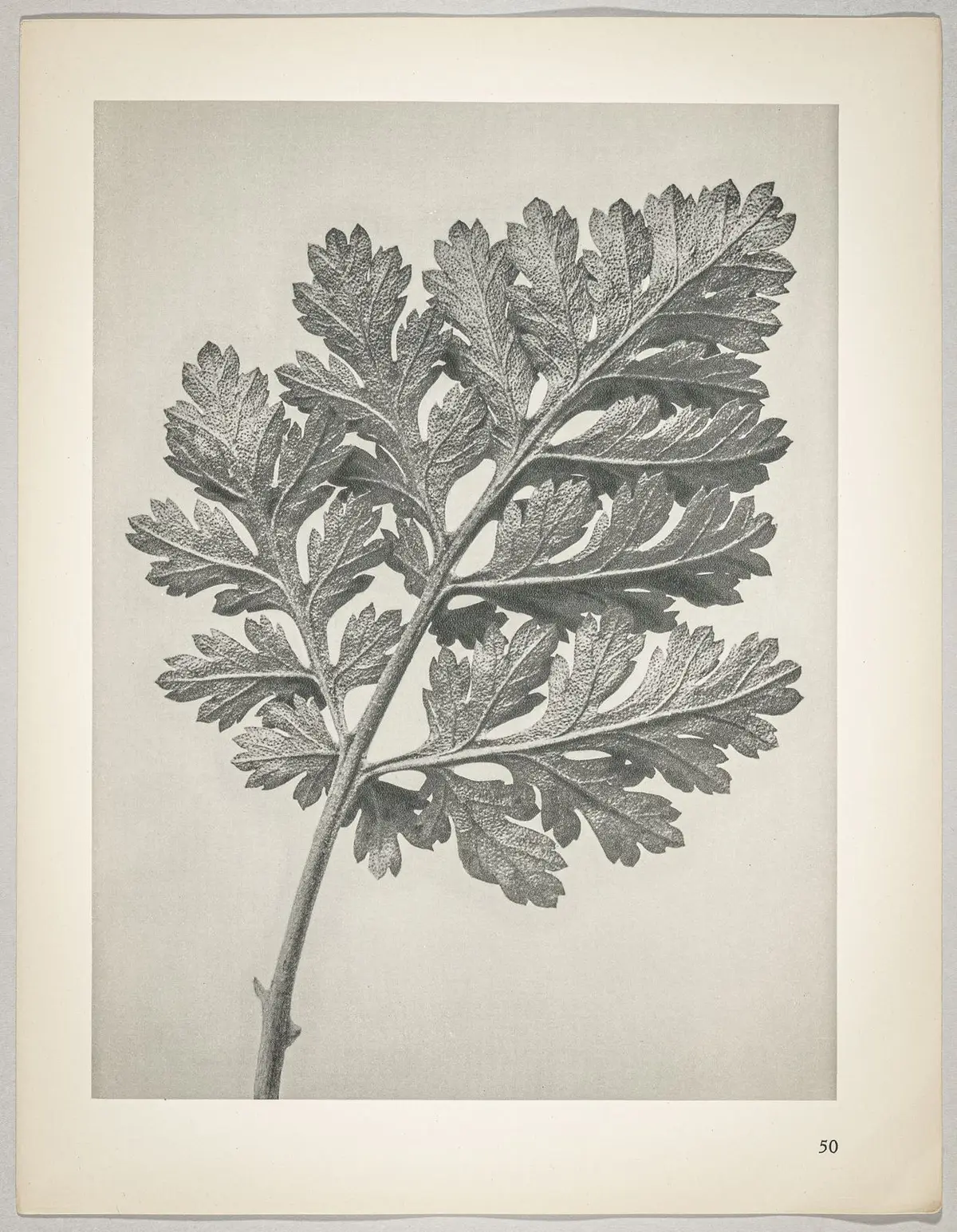 Chrysanthemum parthenium