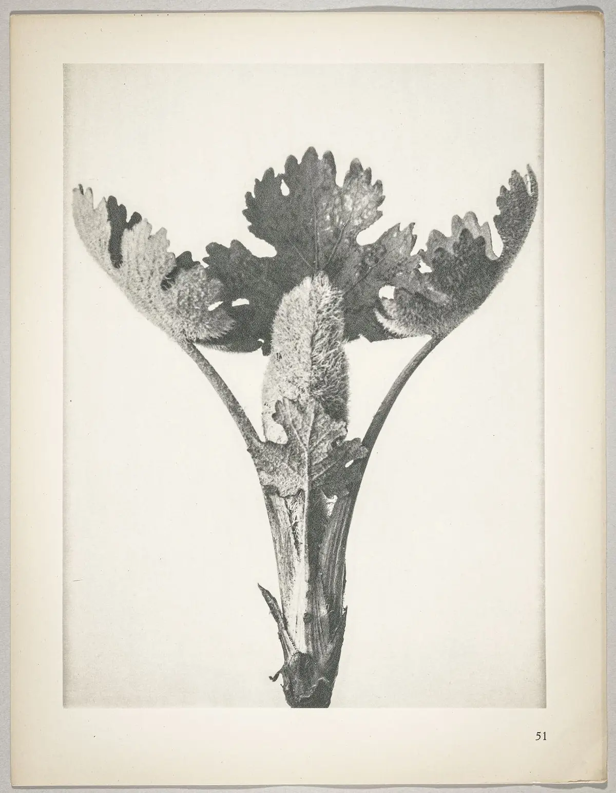 Macleya cordata