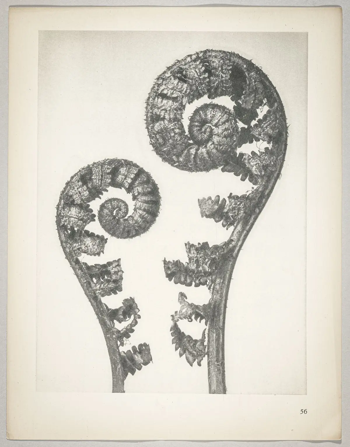 Aspidium filix mas
