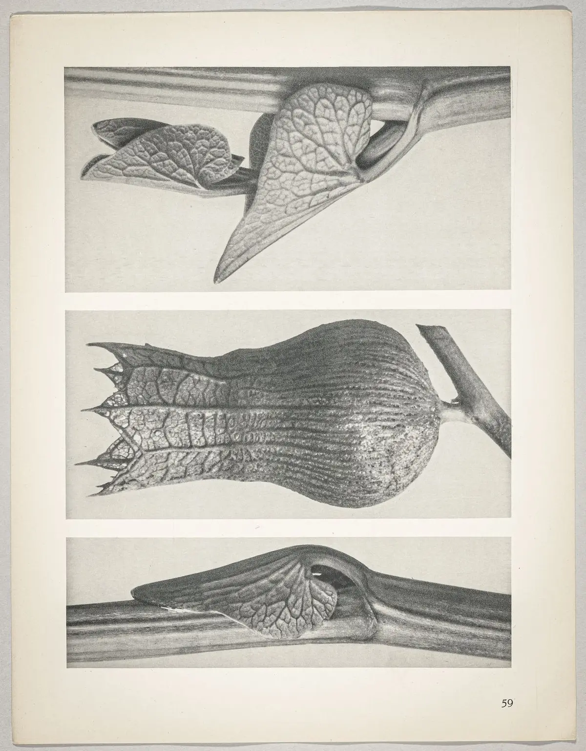 a u. c Aristolochia clematitis; b Hyoscyamus niger