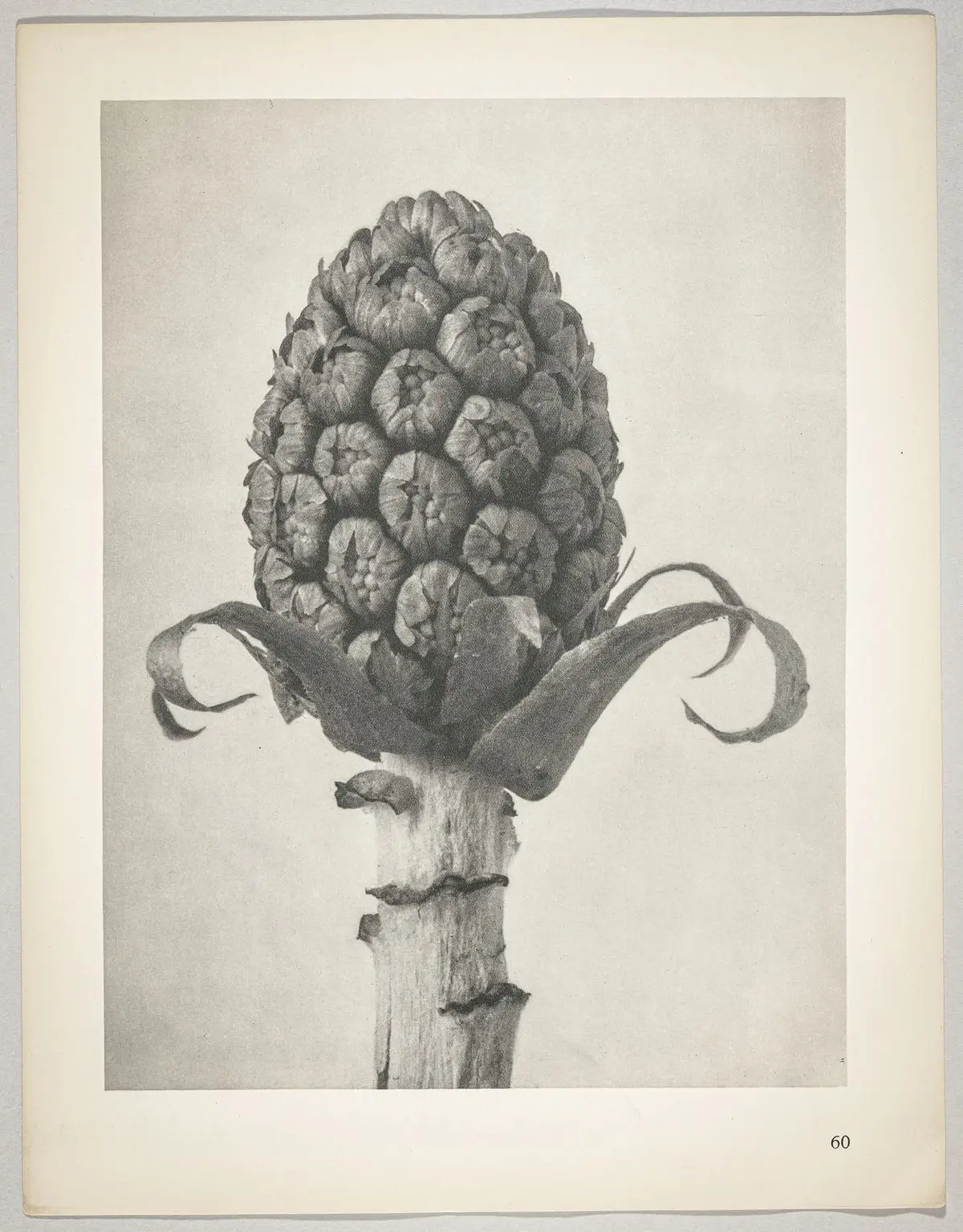 Petasites officinalis