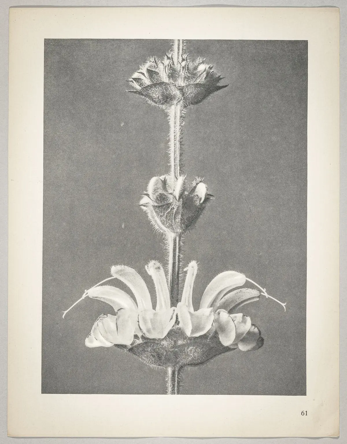 Salvia argentea