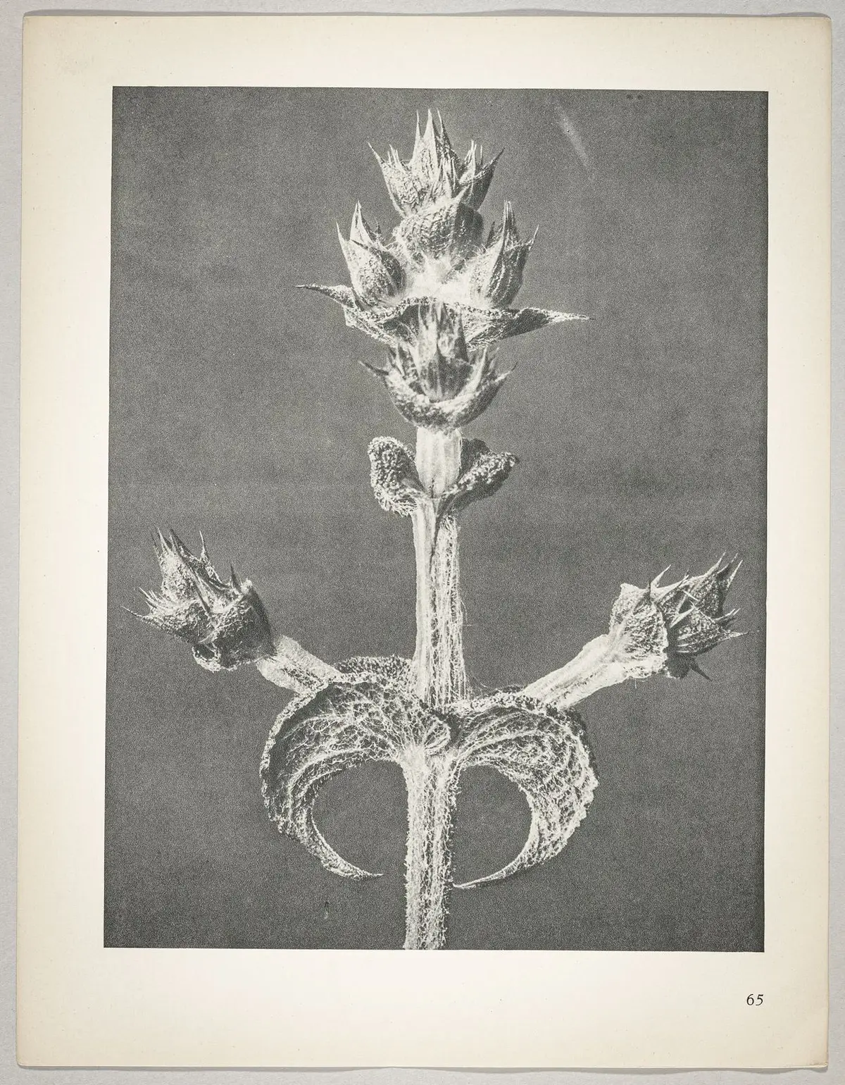 Salvia aethiopis