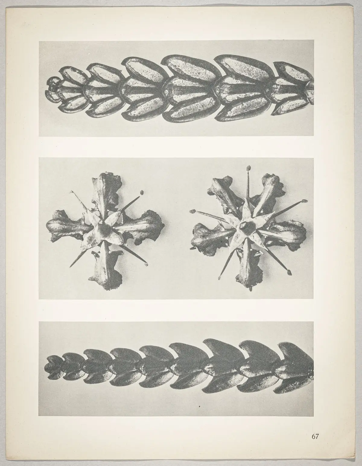 a u. c Thujopsis dolabrata; b Ruta graveolens