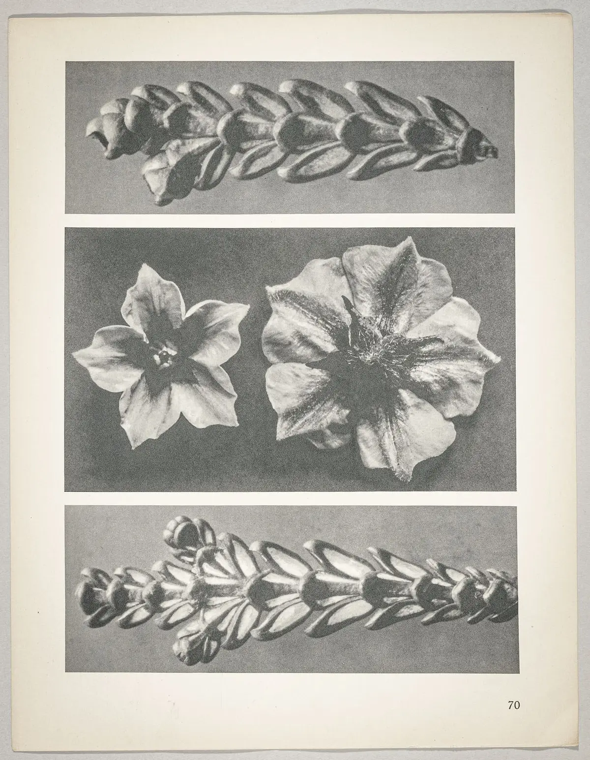 a u. c Thujopsis dolabrata; b Solanum tuberosum