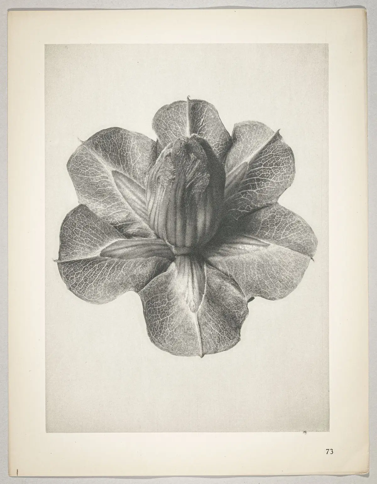 Cobaea scandens