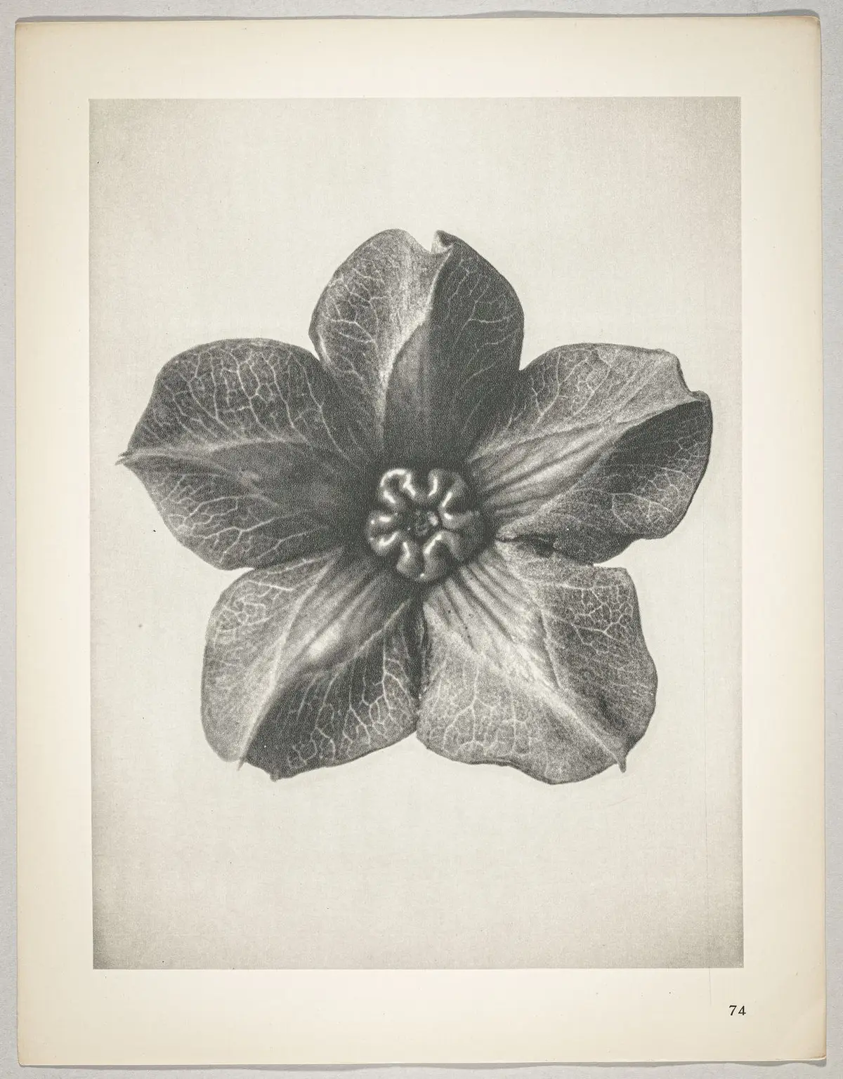 Cobaea scandens