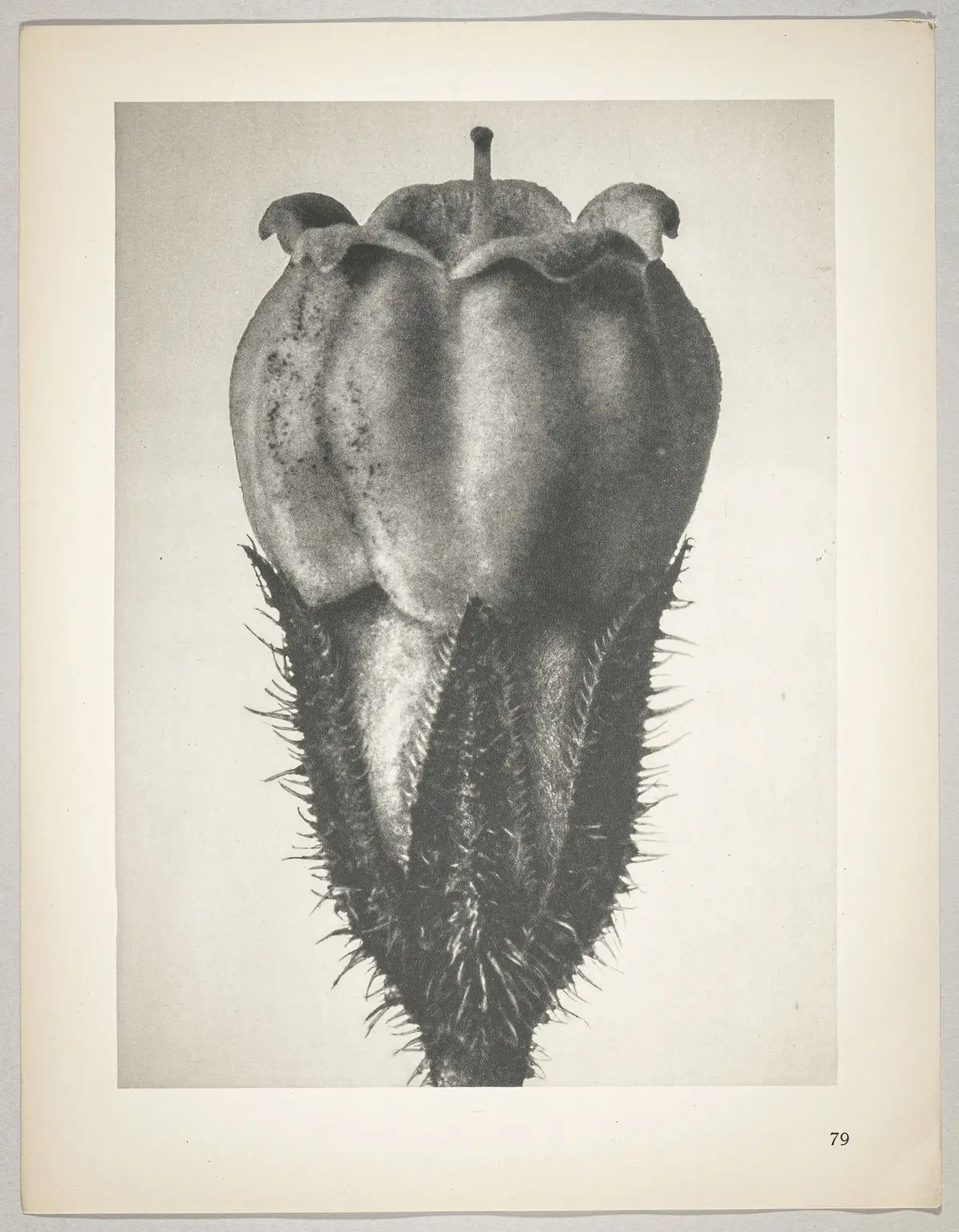 Symphytum officinale
