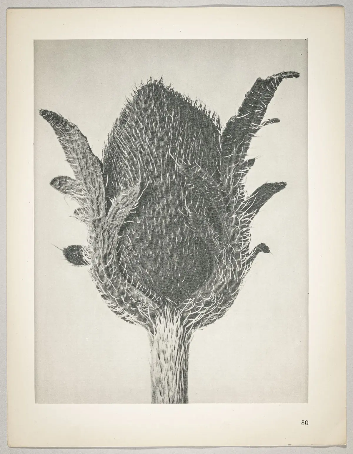 Papaver orientale