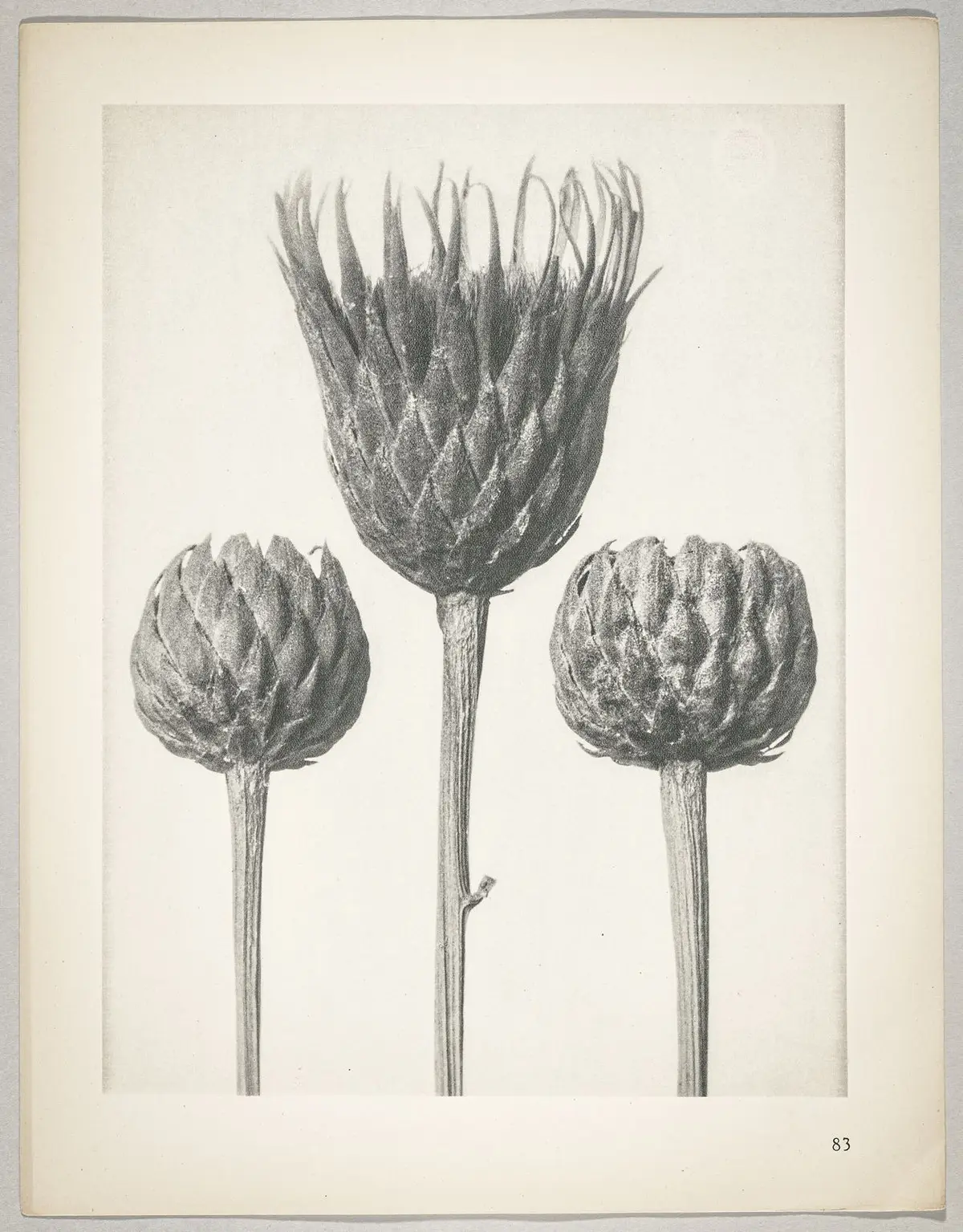 Serratula nudicaulis
