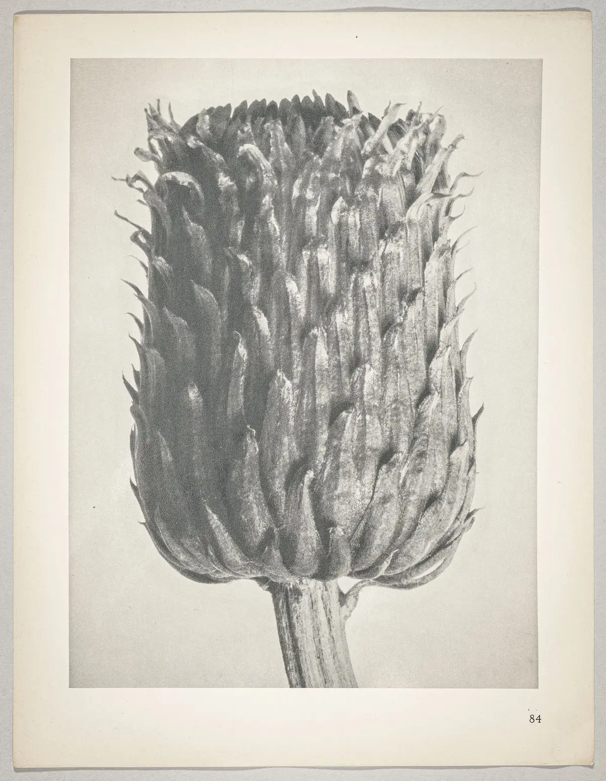 Cirsium canum