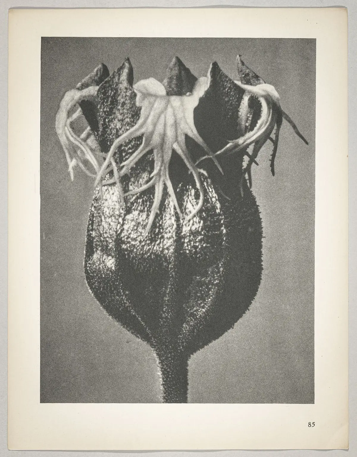 Tellima grandiflora
