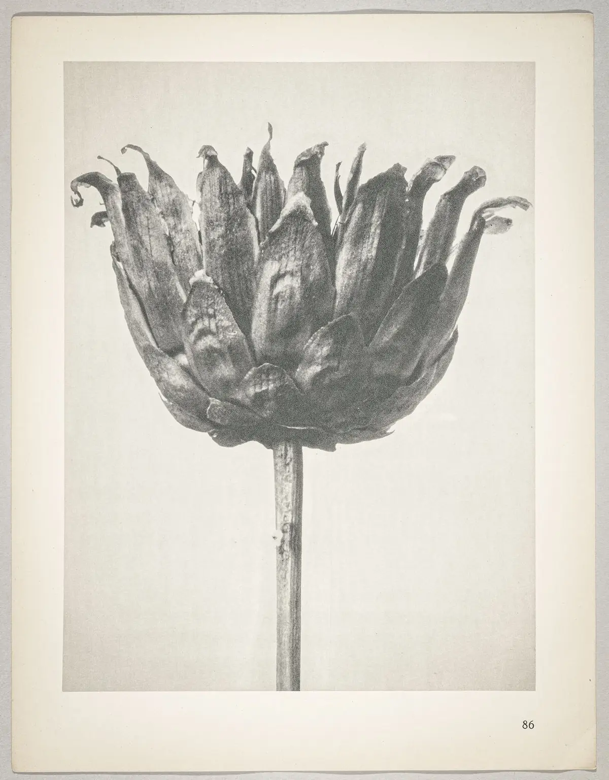 Centaurea ruthenica