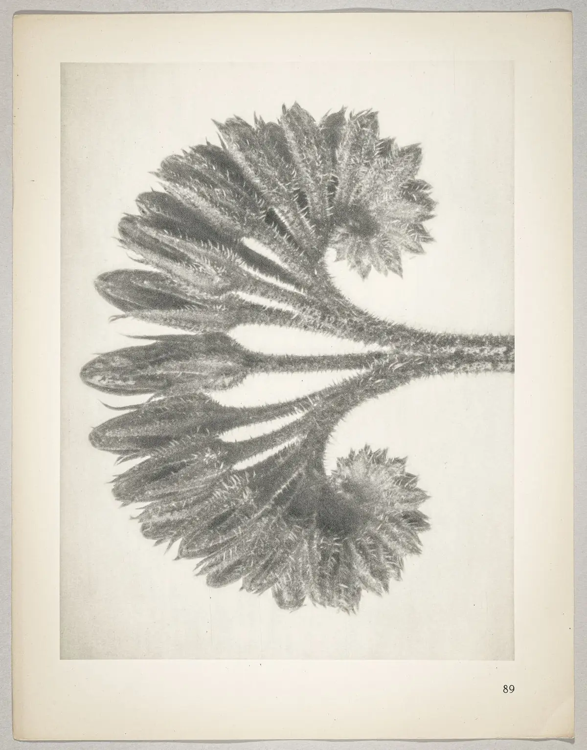 Symphytum officinale