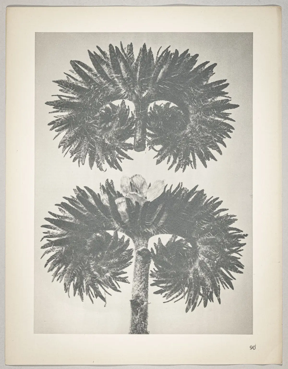 Phacelia tanacetifolia