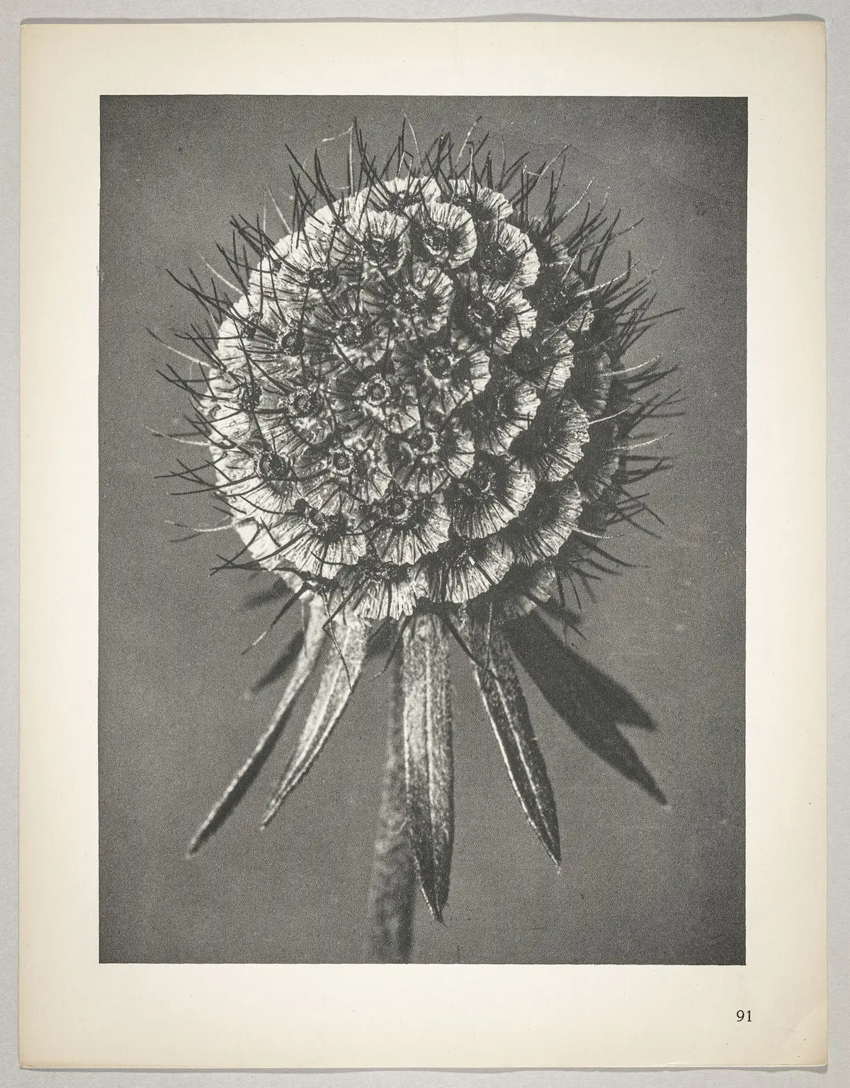 Scabiosa columbaria