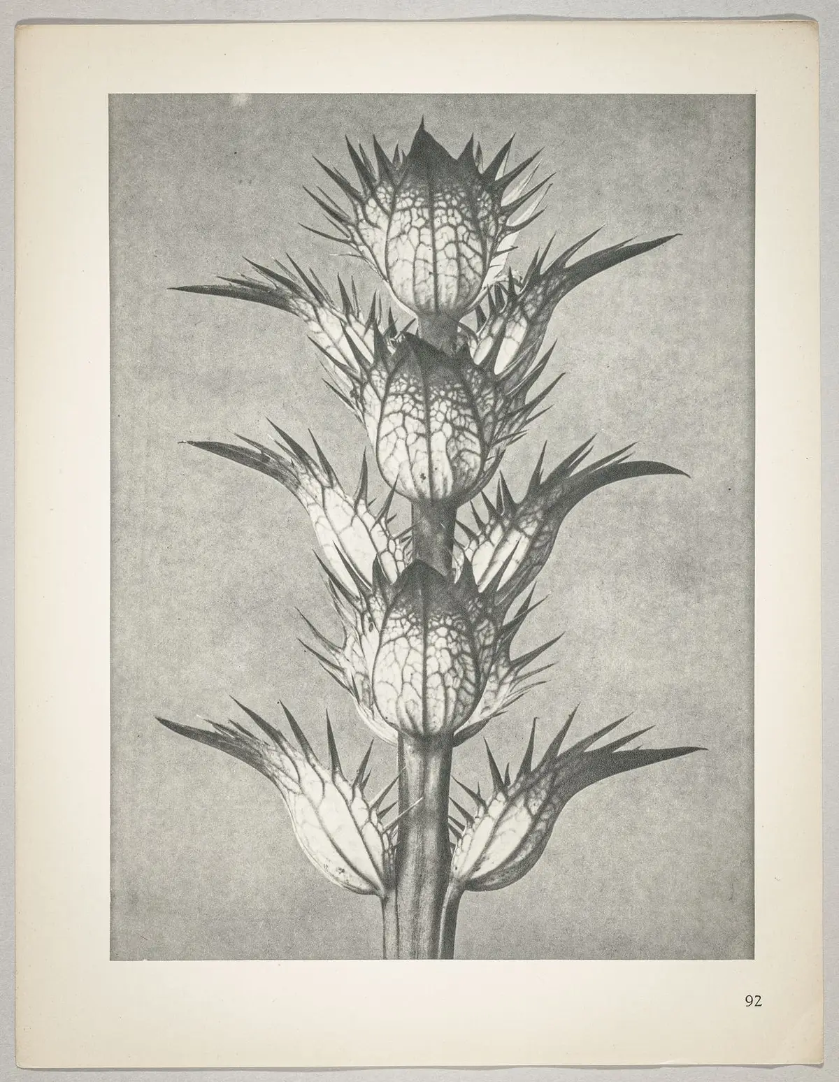 Acanthus mollis