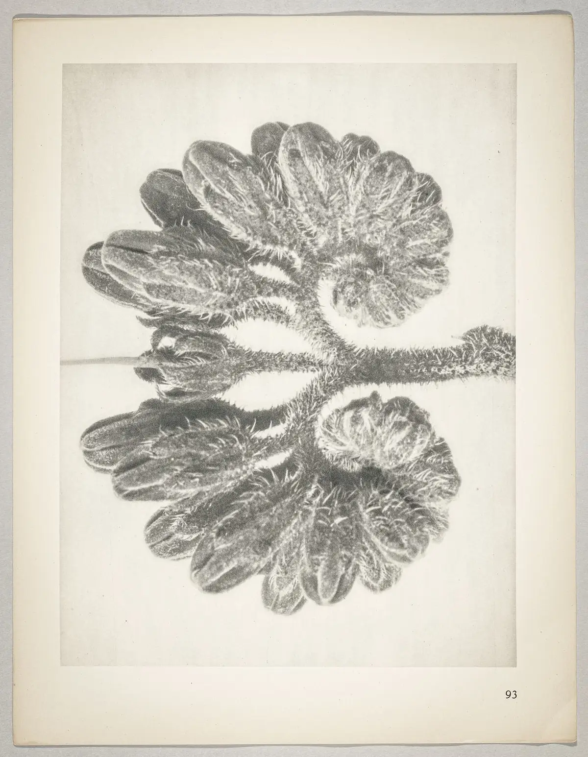 Symphytum officianale