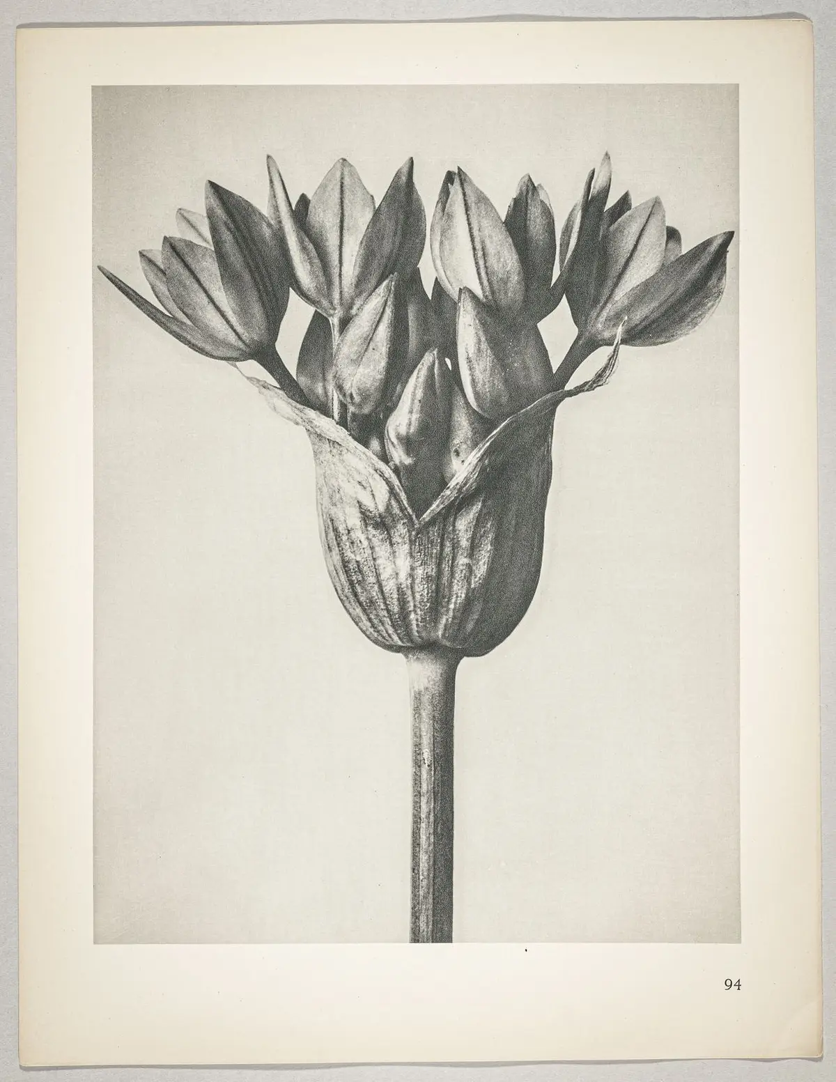 Allium Ostronoskianum