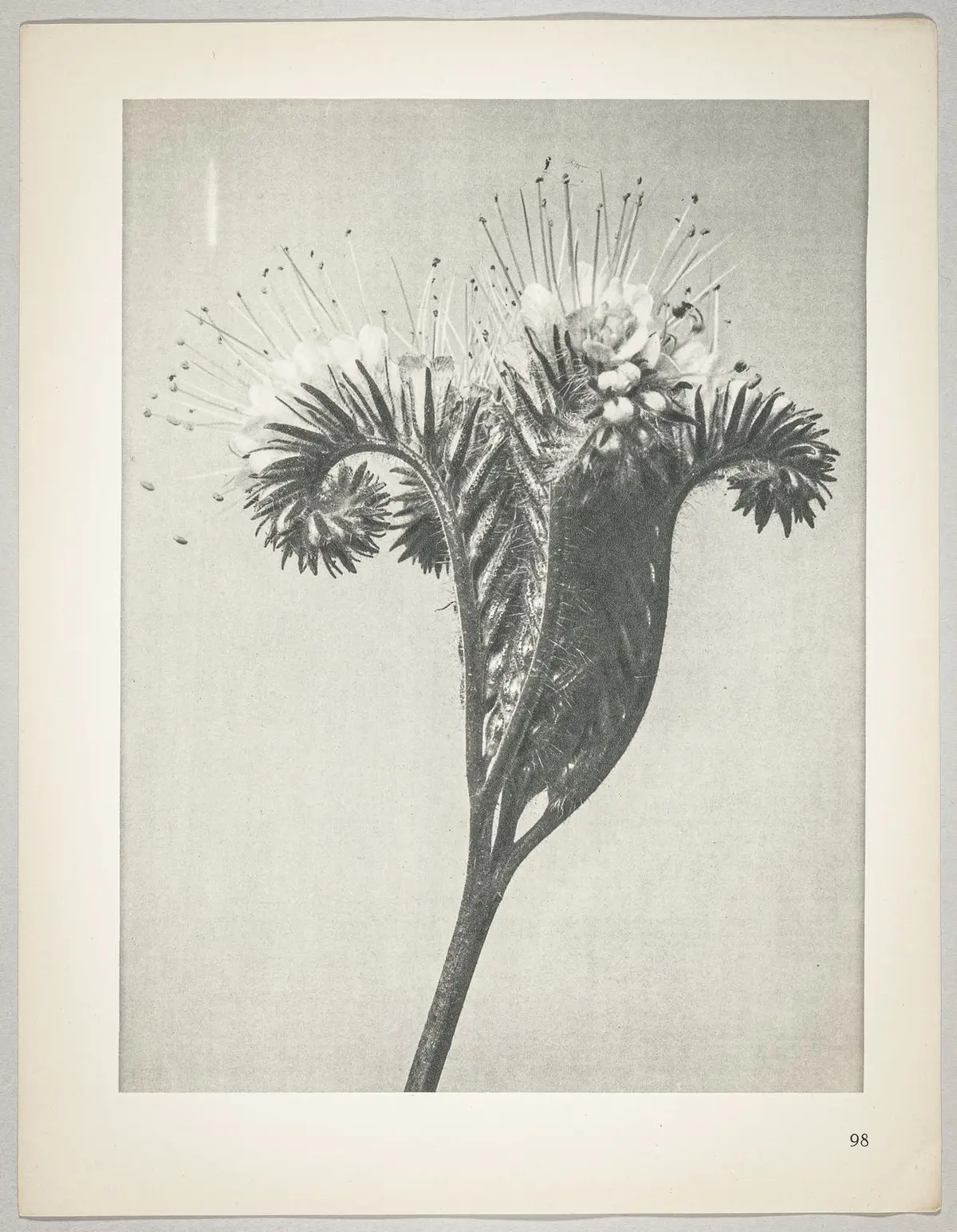 Phacelia tanacetifolia