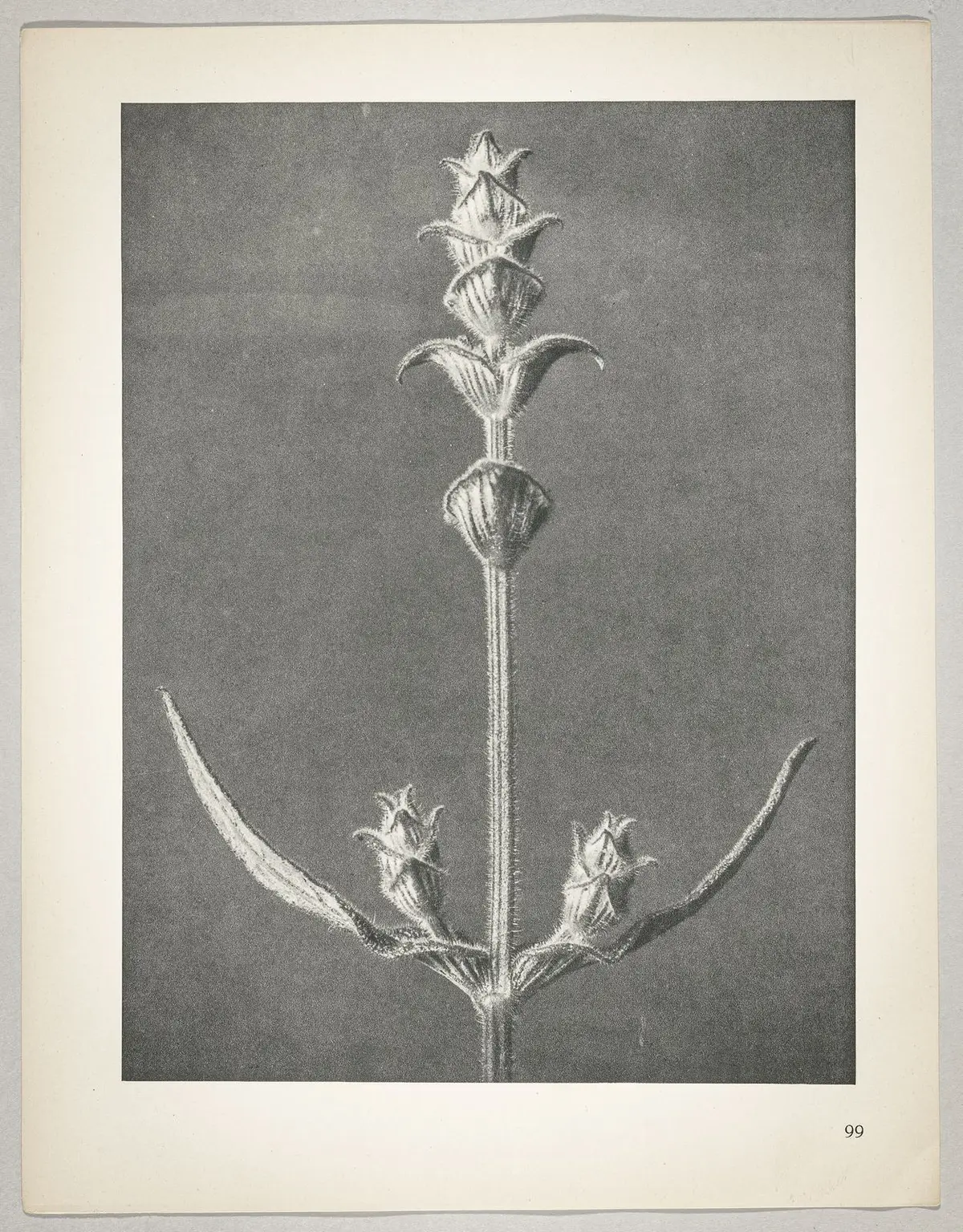 Salvia