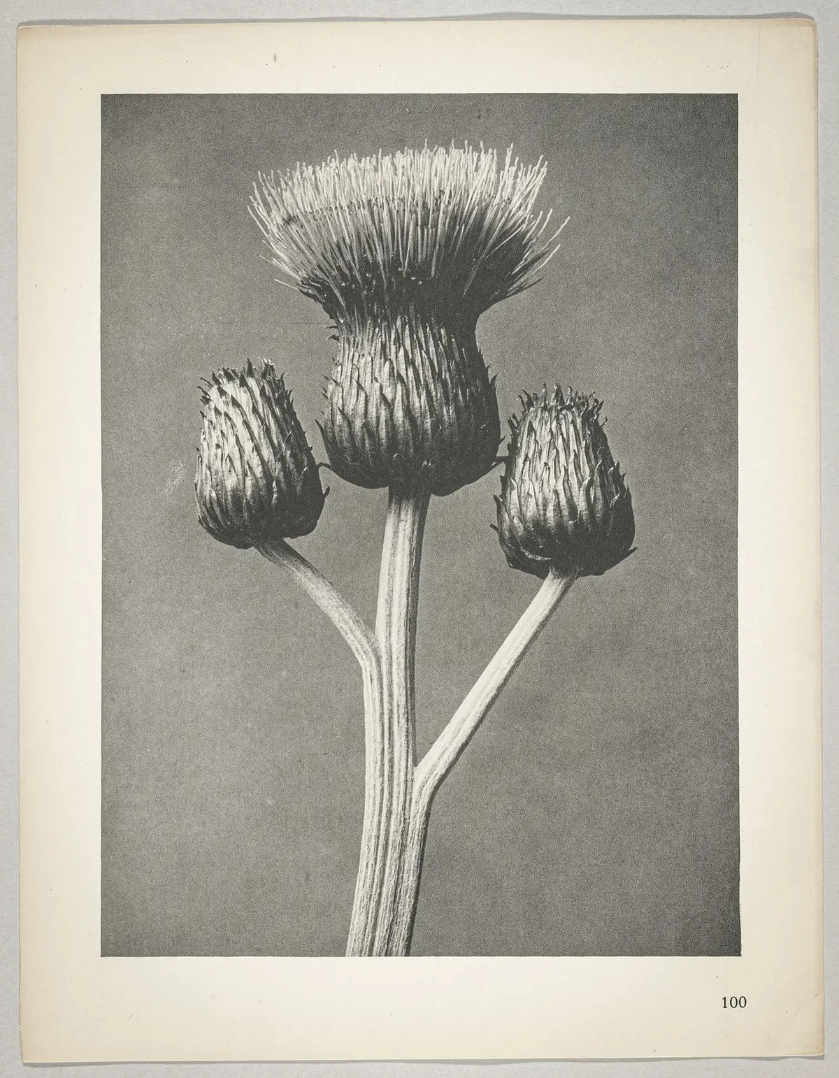 Cirsium canum