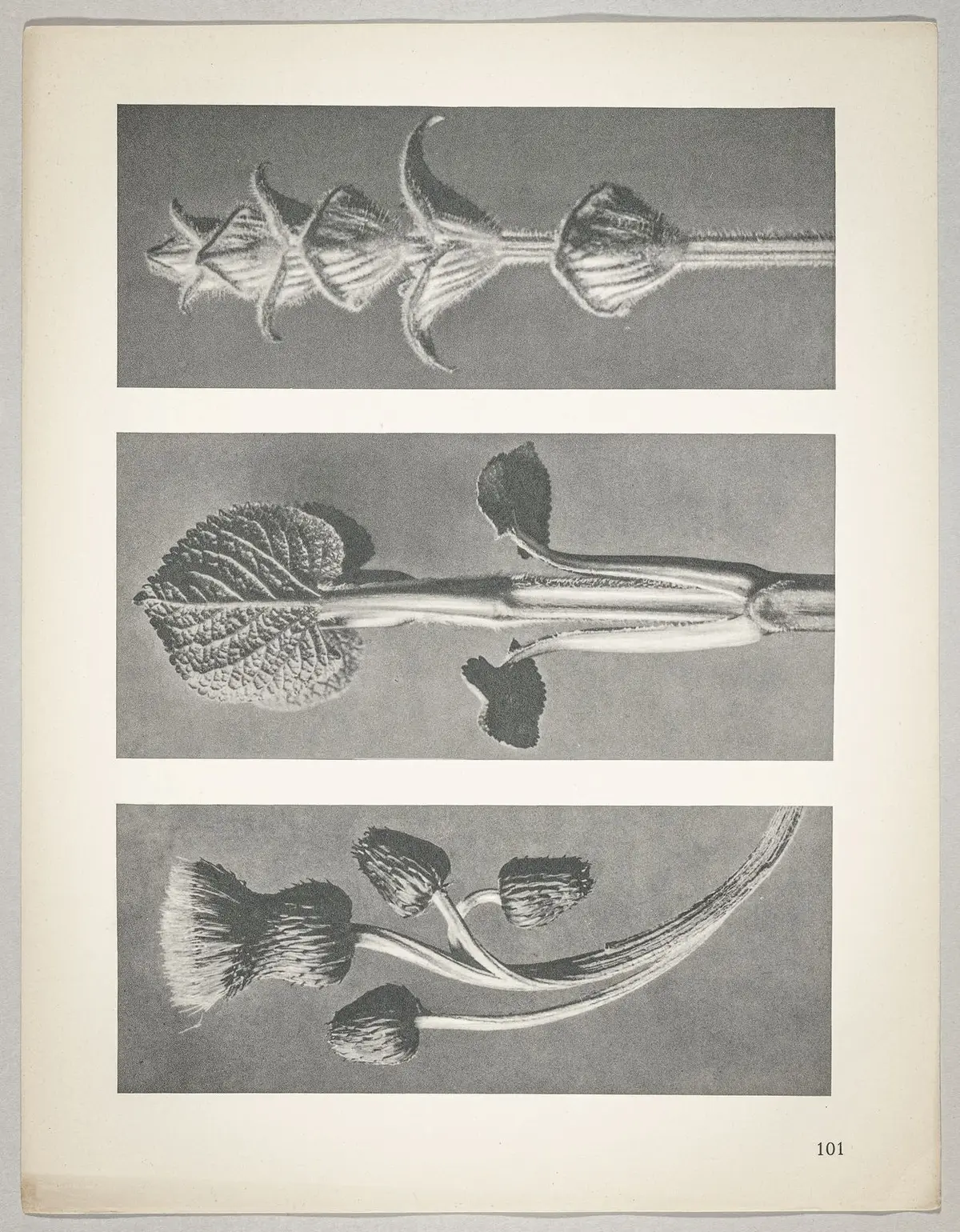 a Cirsium canum; b Phlomis umbrosa; c salvia