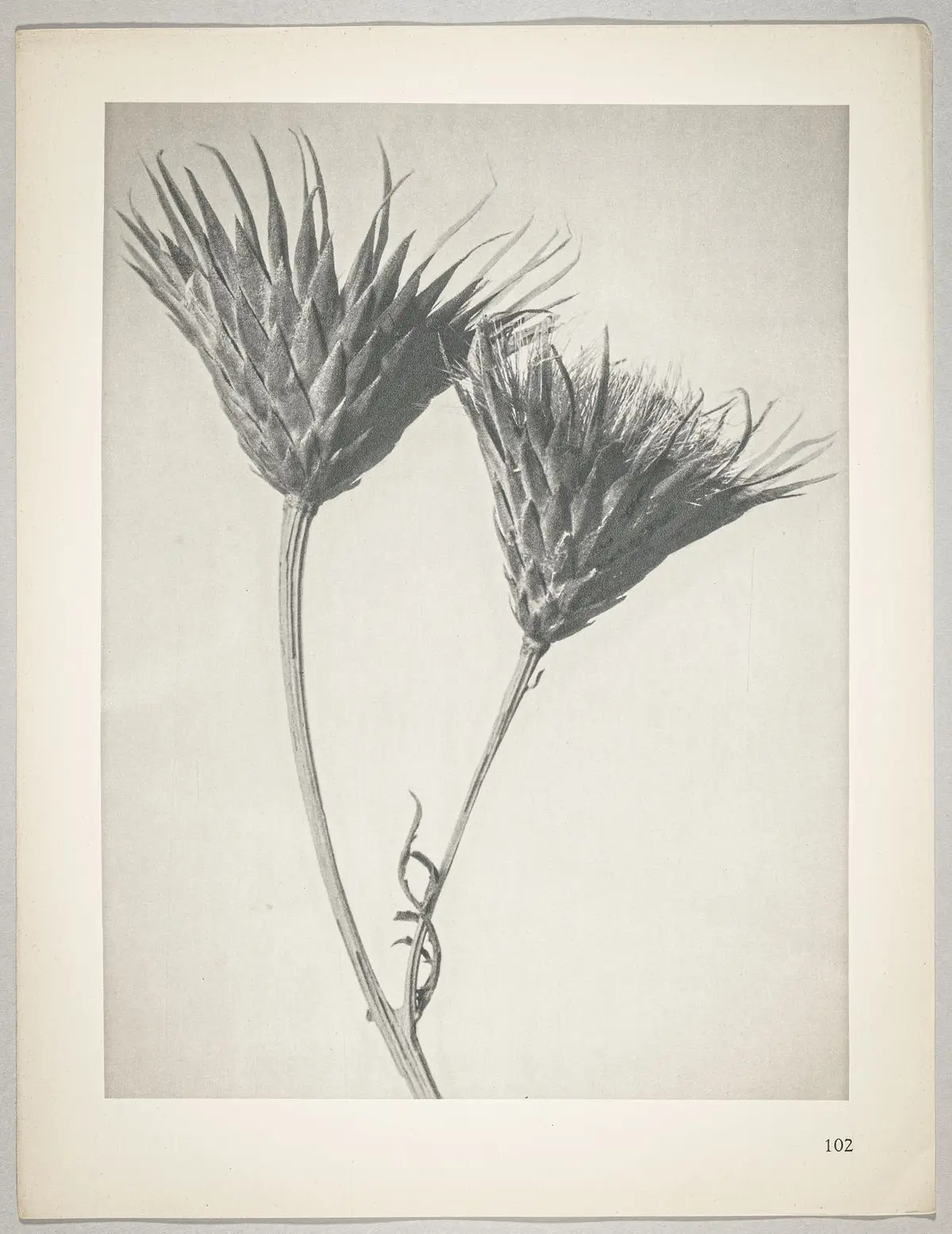 Serratula nudicaulis
