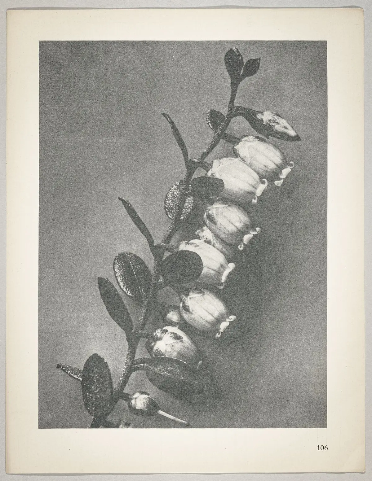 Lyonia calyculata