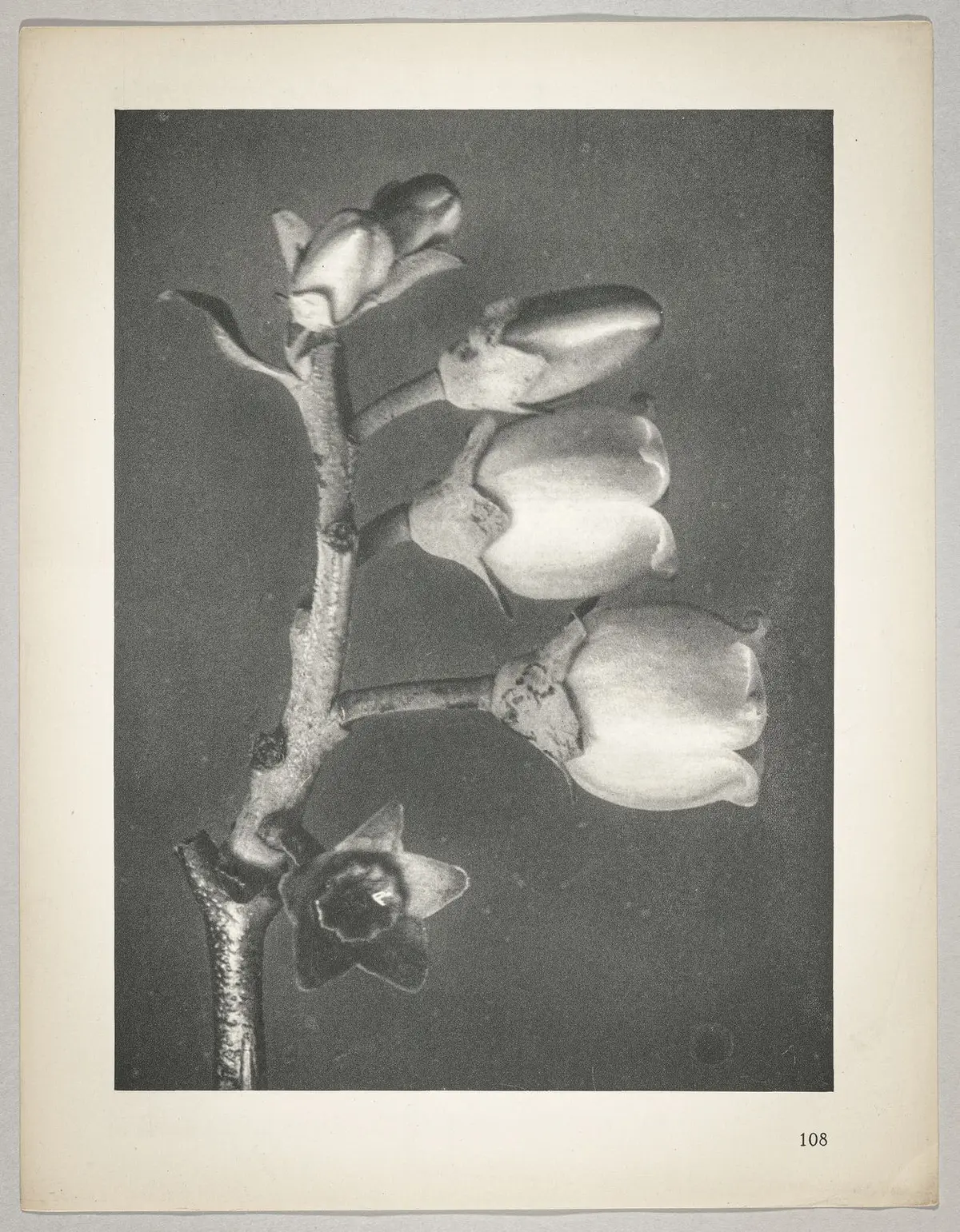 Vaccinium corymbosum