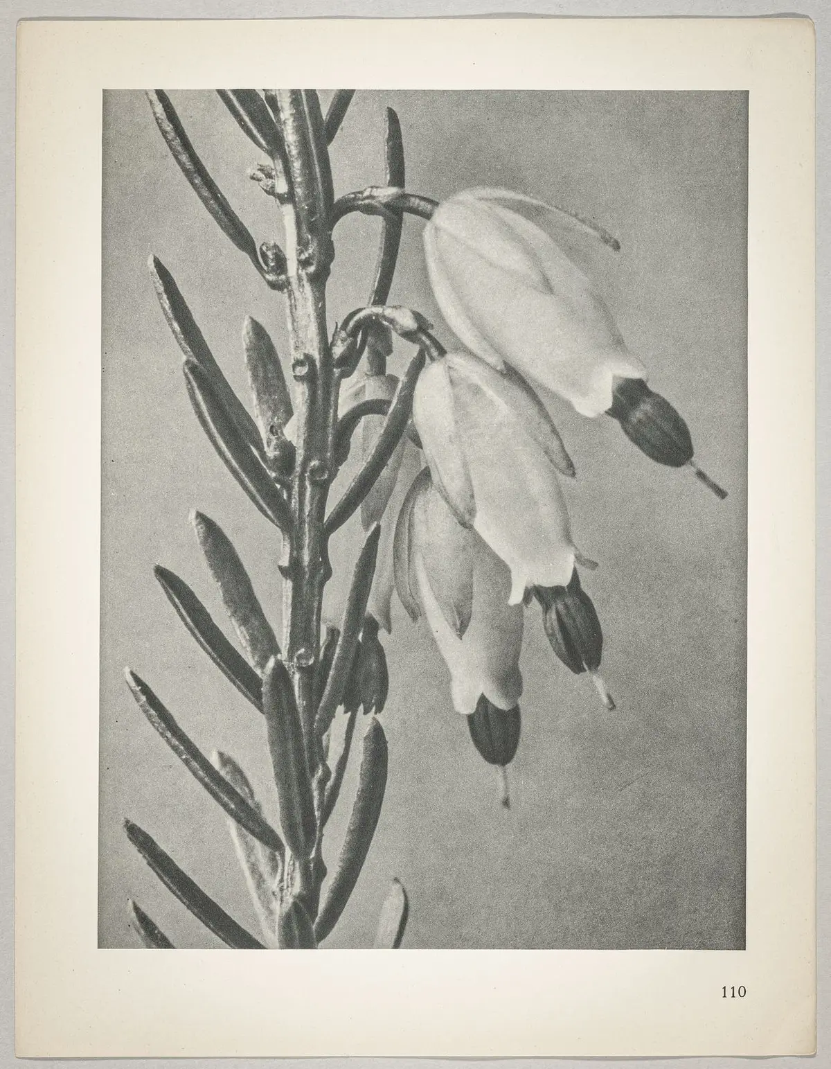 Erica herbacea