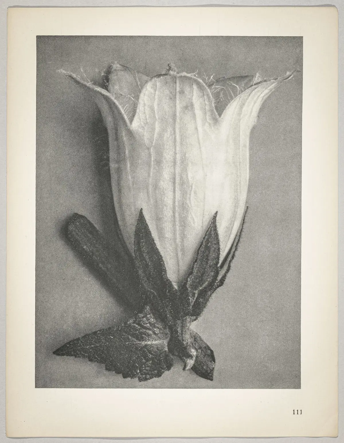 Campanula alliarüfolia