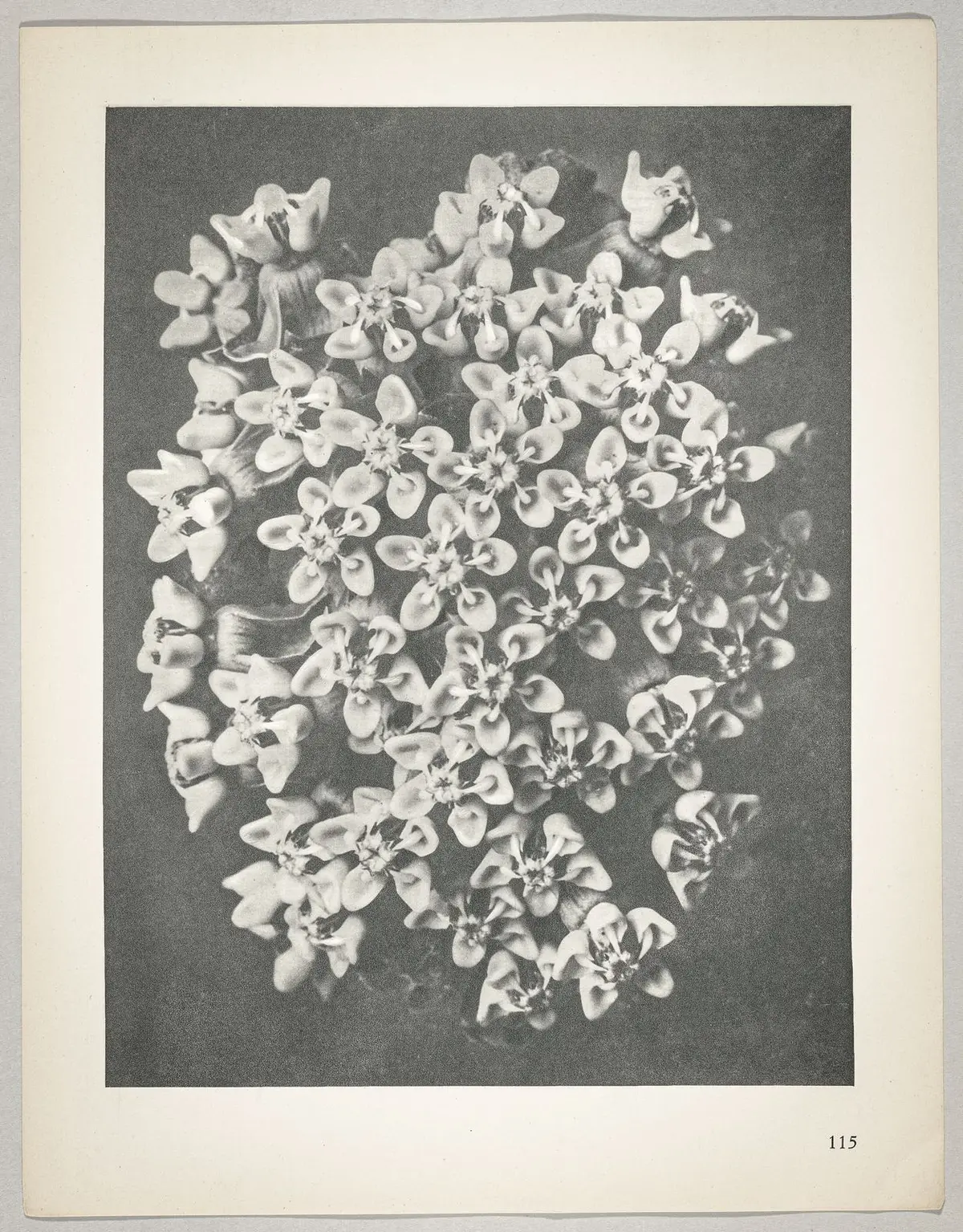 Asclepias syriaca