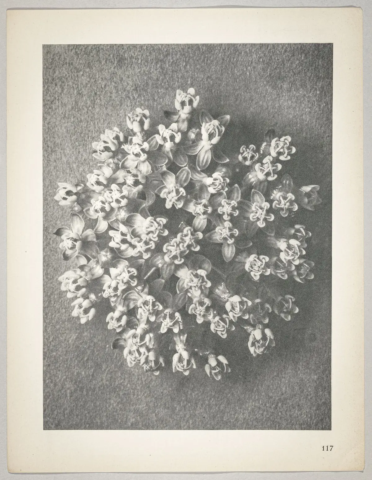 Asclepias incarnata
