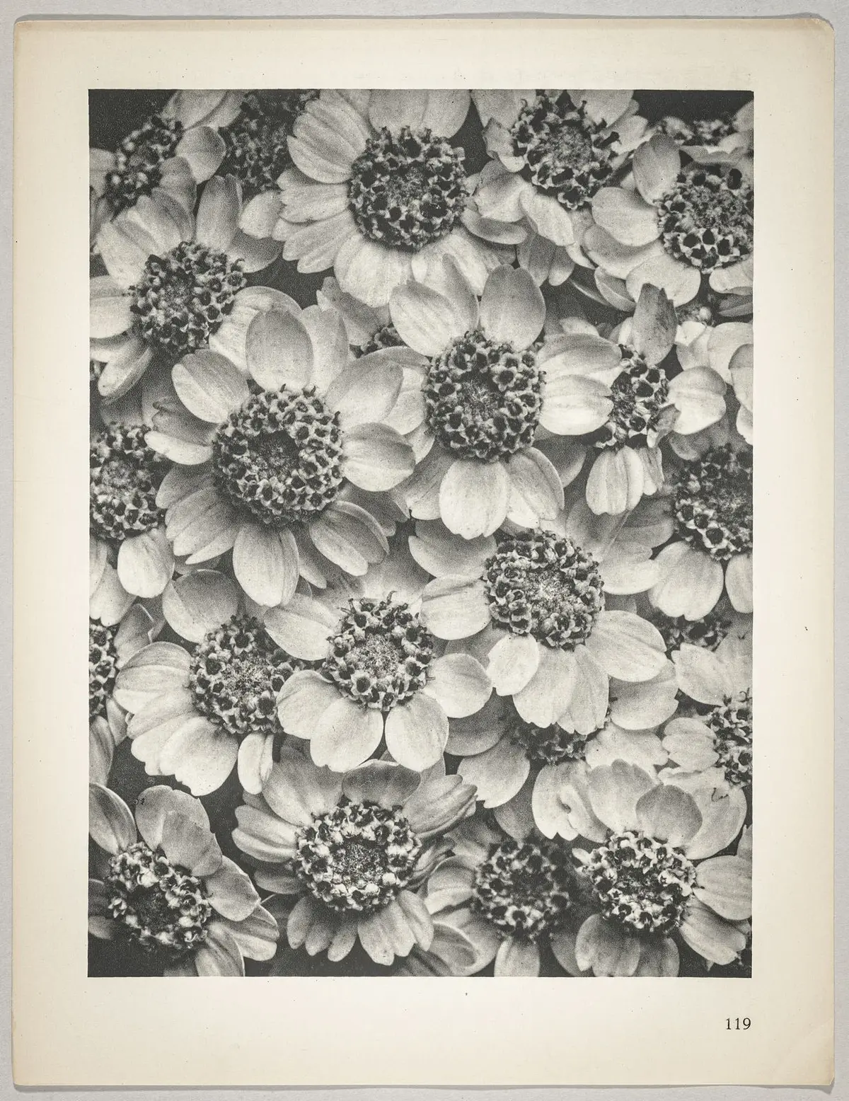 Achillea clypeolata
