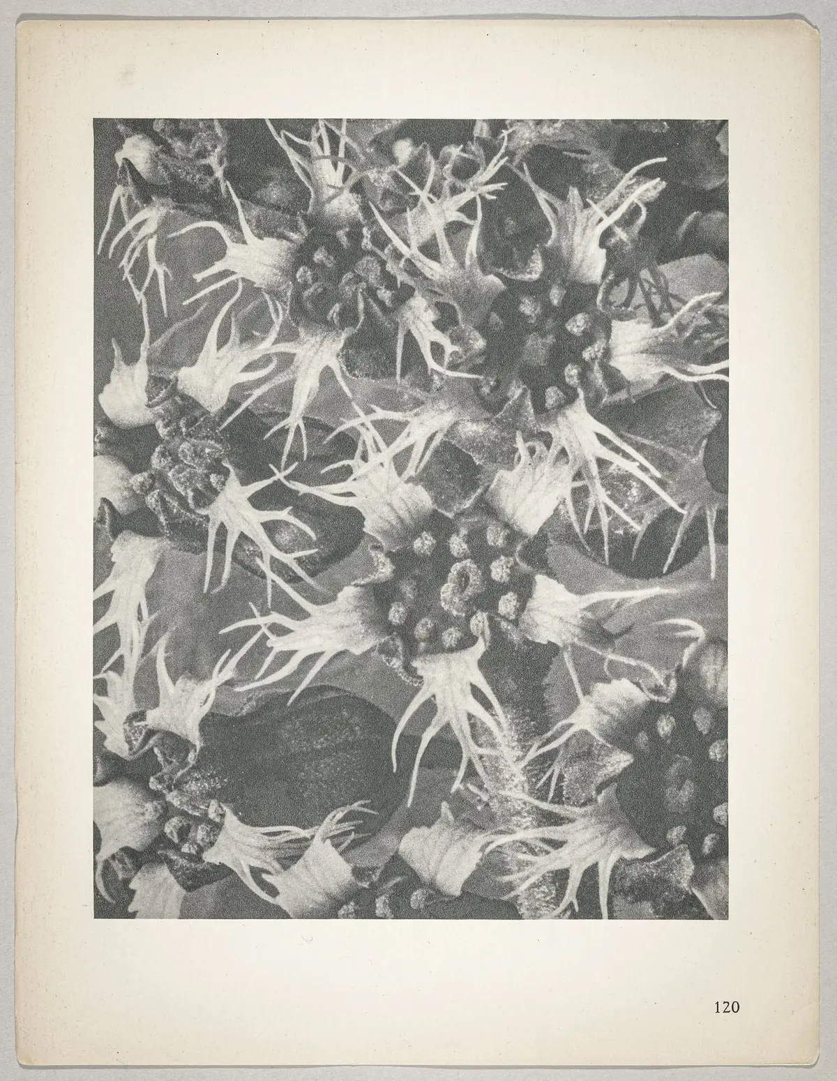 Tellima grandiflora
