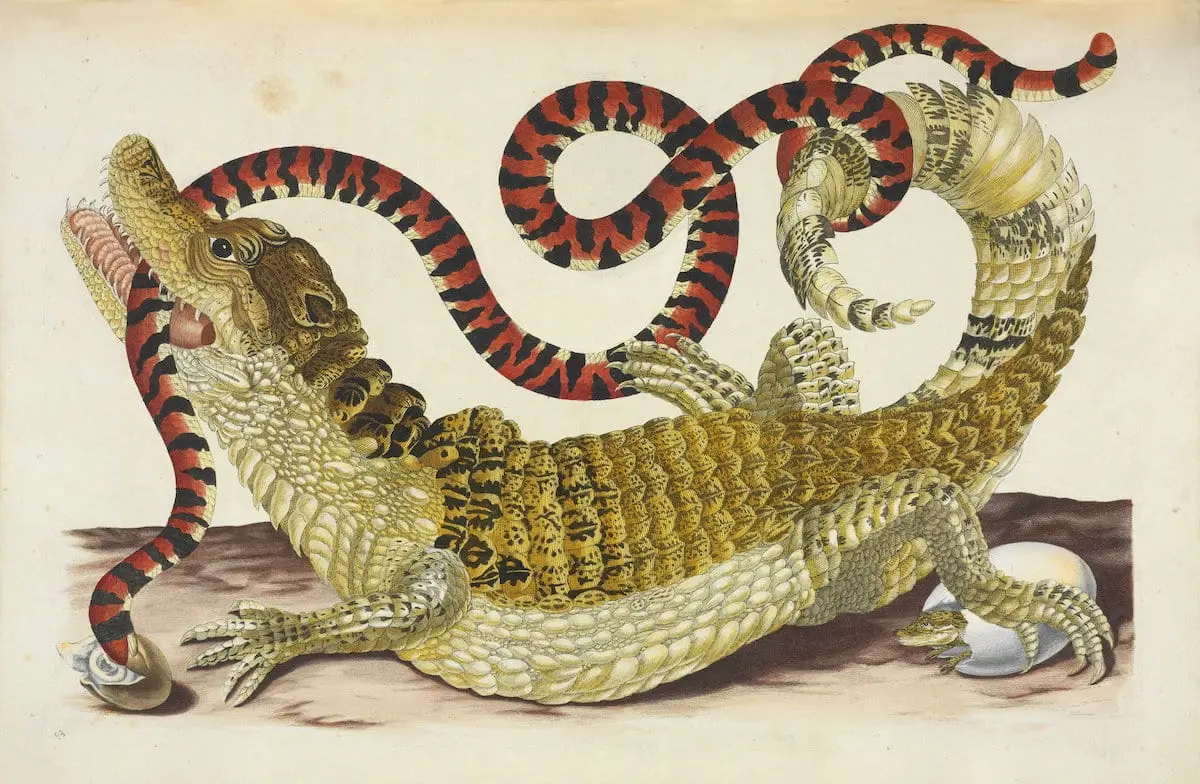 Engraving from Maria Sibylla Merian's pioneering Metamorphosis insectorum Surinamensium (Insects of Suriname), first published in 1705. Merian had travelled to Dutch Surinam in 1699 to study and record the tropical insects, a trip she self-funded, an unsual practice at the time, especially for a woman.